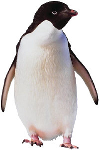 You might not know this, but you can't shut penguins up! They talk, and talk, and talk ...