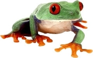 Is this the royal frog?